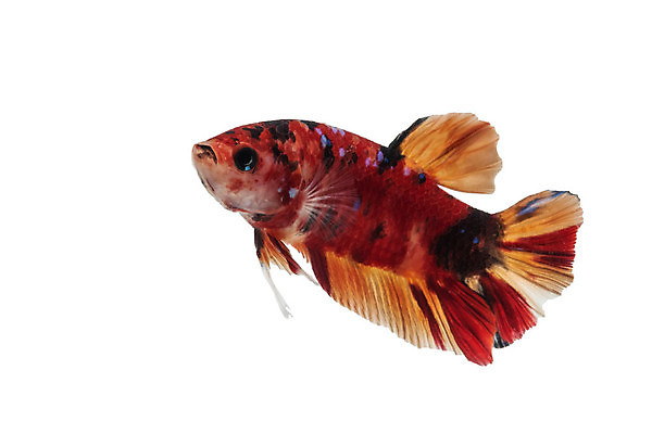 포토 JPG 해외이미지 동물 파도 백그라운드 이동 오렌지 모션 태국 자연 벽지 불 어류 미술 사람없음 장식 물 파란색 반려동물 컬러풀 검은색 수중 수영 희망 힘 흰색 고급 우아함 꼬리 싸움 지느러미 수족관 강렬 고립 공격적 멀티 이국적 해외202007 해외포토 자연요소 감정 아시아 바다 컬러 컨셉 과일 문화예술 수중동물 수상스포츠 생태계 파일형식