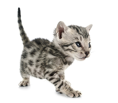 포토 JPG 해외이미지 한마리 사람없음 반려동물 고양이 흰배경 해외202007 해외포토 동물 1 백그라운드 포유류 흰색 파일형식