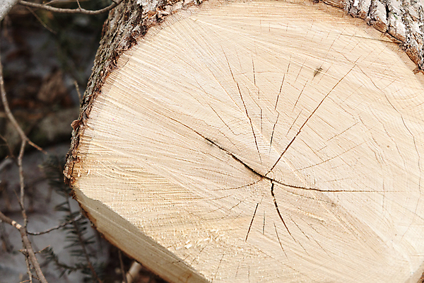 포토 JPG 해외이미지 식물 사람없음 야외 목재 옆모습 횡단보도 가장자리 숲 자르기 천 묘사 질감 통나무 나무껍질 삼림지대 해외202007 해외포토 나무 뷰포인트 재료 모션 껍질 직물 보행로 둘레 파일형식