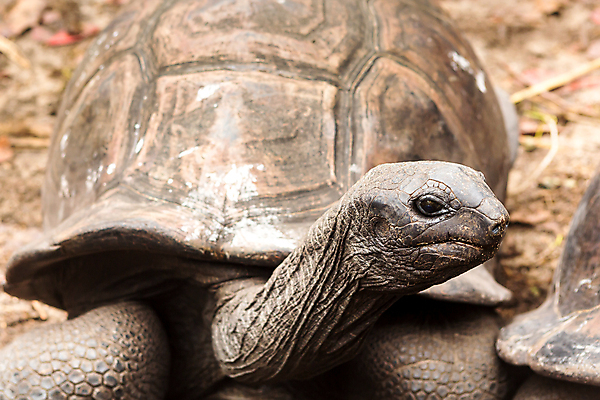 포토 JPG 해외이미지 동물 얼굴 야생동물 섬 여행 백그라운드 파충류 아프리카 자연 동물원 종류 사람없음 야외 초록색 머리 껍질 거북이 보호 큼 땅 피부 싱글 느림 거인 동물상 옛날 이국적 해외202007 해외포토 나라 컬러 컨셉 신체부위 조형물 크기 생태계 파일형식