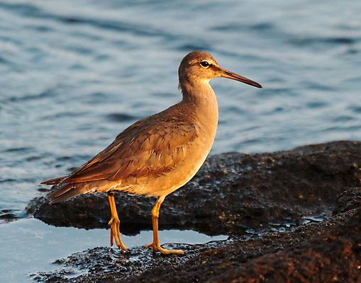 포토 JPG 해외이미지 야생동물 모래 바다 조류 사람없음 물 파란색 갈색 노란색 주식 먹기 깃털 사냥 하와이 부리 태평양 용암 수유 해외202007 해외포토 자연요소 동물 컬러 모션 금융 미국 파일형식