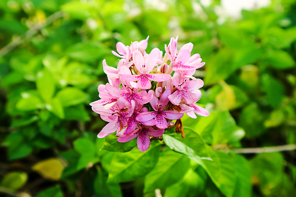 포토 JPG 해외이미지 식물 공원 꽃잎 꽃 분홍색 꽃다발 백그라운드 잎 꽃무늬 자연 발렌타인데이 이벤트 사람없음 장식 여름 컬러풀 환경 정원 보라색 스파 봄 활발 낭만 벚꽃 나뭇가지 신선 난초 의식 우아함 작음 순수 유기농 향기 아로마 내추럴 해외202007 해외포토 나무 웰빙 계절 공공시설 컬러 컨셉 무늬 데이이벤트 크기 생태계 냄새 파일형식