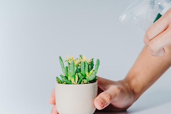 포토 JPG 해외이미지 나무 손 여자 지구 음료 어린이 백그라운드 컨셉 자연 선인장 건강 관리 사람 사람없음 초록색 물 파란색 세계 환경 성장 마시기 신선 잡기 액체 떨어짐 보호 씻기 순수 유지 내추럴 돌봄 카피스페이스 미니멀 해외202007 해외포토 자연요소 식물 컬러 모션 신체부위 청결 공백 생태계 파일형식