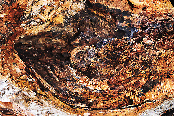 포토 JPG 해외이미지 나무 백그라운드 패턴 부분 자연 표면 날씨 추상 사람없음 목재 소나무 바 널 숲 자르기 다발 천 목수 질감 잡동사니 내추럴 벌목 수목 옛날 많음 해외202007 해외포토 식물 직업 컨셉 무늬 재료 모션 직물 생태계 파일형식