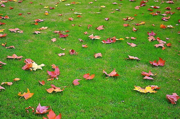 포토 JPG 해외이미지 낙엽 잔디 사람없음 초록색 해외202007 흩어짐 해외포토 식물 컬러 컨셉 잎 파일형식