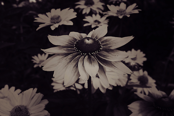 포토 JPG 해외이미지 주간 식물 계절 꽃잎 꽃 백그라운드 꽃무늬 자연 따뜻함 사람없음 야외 초록색 컬러풀 노란색 환경 정원 검은색 봄 성장 벚꽃 흰색 신선 개화 내추럴 해외202007 해외포토 자연요소 컬러 무늬 생태계 파일형식