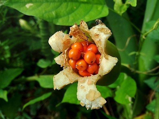 포토 JPG 해외이미지 모양 식물 디자인 꽃 음식 백그라운드 잎 패턴 자연 코끼리 건강 종류 사람 사람없음 야외 초록색 환경 정원 성장 신선 숲 열대우림 유기농 질감 귀 상록수 고립 밭일 채식주의자 해외202007 해외포토 웰빙 컬러 무늬 포유류 신체부위 생태계 채식 파일형식