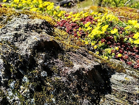 포토 JPG 해외이미지 식물 꽃 유럽 벽 여행 독일 이끼 사람없음 야외 빨간색 초록색 컬러풀 태양 노란색 맑음 바위 석판 해외202007 해외포토 자연요소 나라 컬러 날씨 돌_바위 파일형식