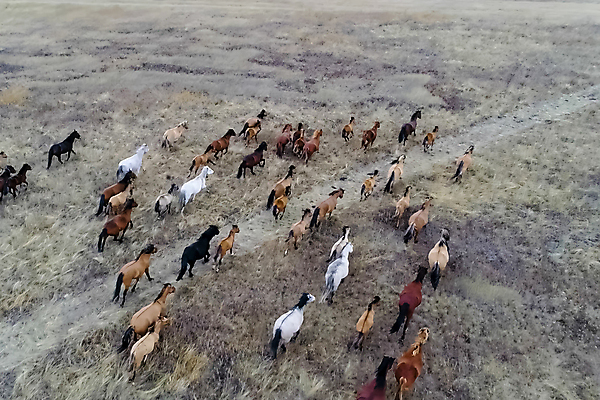 포토 JPG 해외이미지 나무 동물 음식 밭 장난 포유류 모션 자연 풍경 초원 사람없음 초록색 여름 울타리 농장 갈색 검은색 산책 에너지 자유 가을 만 그룹 승마 떨어짐 볏짚 군중 밤 방목 먹기 속도 장면 기르기 무료 해외202007 해외포토 식물 계절 스포츠 컬러 컨셉 농업 휴식 사람 담장 견과류 짚 축산업 생태계 돌봄 파일형식