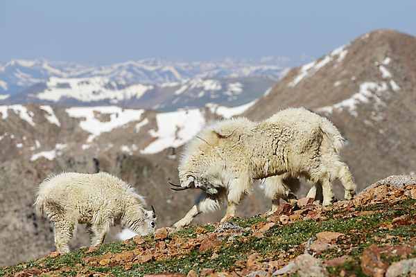 포토 JPG 해외이미지 동물 야생동물 어린이 포유류 자연 날씨 염소 산 털 뿔 풍경 사람없음 야외 줄무늬 들꽃 추위 조약돌 흰색 그룹 고도 언덕 오르기 지역 팩 무료 울퉁불퉁 절정 콜로라도 화강암 해외202007 해외포토 꽃 컬러 무늬 모션 사람 미국 화장품 암석 돌_바위 생태계 파일형식