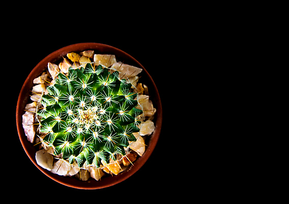 포토 JPG 해외이미지 화분 검은배경 선인장 실내 사람없음 하이앵글 선인장화분 해외202007 해외포토 식물 뷰포인트 백그라운드 내부 검은색 파일형식