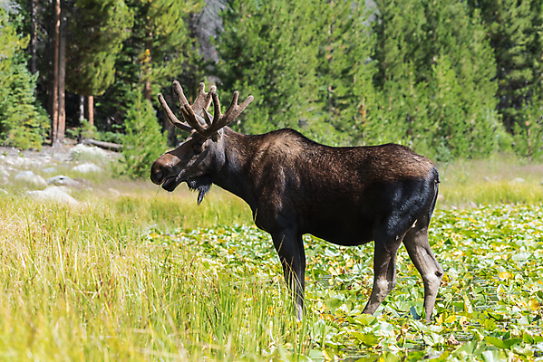 포토 JPG 해외이미지 동물 호수 야생동물 포유류 자연 산 털 종류 사람없음 물 갈색 어둠 코트 종 흰색 소나무 소 습지 숲 위험 큼 시원함 속눈썹 버드나무 황소 코 귀 무거움 주둥이 엘크 콜로라도 벨벳 해외202007 해외포토 자연요소 나무 컬러 컨셉 신체부위 미국 외투 무게 크기 실크 눈썹 생태계 파일형식