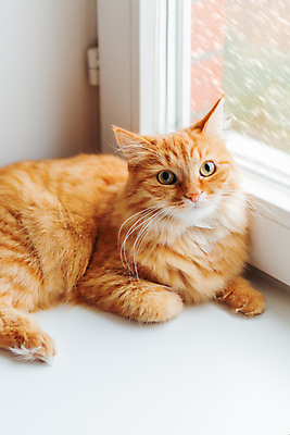 포토 JPG 해외이미지 한마리 응시 겨울 창문 날씨 실내 앉기 사람없음 반려동물 고양이 해외202007 해외포토 동물 1 시선 계절 포유류 모션 내부 파일형식