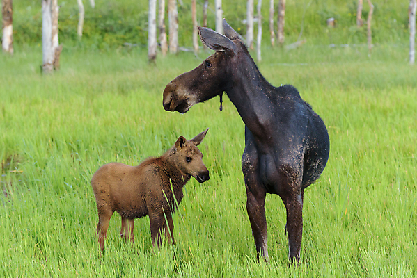 포토 JPG 해외이미지 동물 호수 야생동물 포유류 자연 산 털 종류 사람없음 물 갈색 어둠 코트 종 흰색 소나무 소 습지 군중 숲 위험 큼 시원함 속눈썹 버드나무 황소 코 귀 무거움 주둥이 엘크 콜로라도 벨벳 해외202007 해외포토 자연요소 나무 컬러 컨셉 사람 신체부위 미국 외투 무게 크기 실크 눈썹 생태계 파일형식