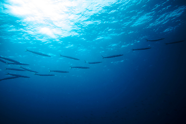 포토 JPG 해외이미지 동물 야생동물 바다 섬 여행 백그라운드 학교 자연 어류 사람없음 물 파란색 컬러풀 수중 잠수부 은색 아래 생태계 다이빙 암초 깊이 해외202007 해외포토 자연요소 교육 컬러 수영 수중동물 전문직 방향 위치 수중스포츠 파일형식