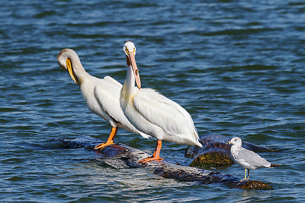 포토 JPG 해외이미지 나무 동물 여자 남자 호수 파도 패턴 날개 자연 조류 오리 앉기 성인 사람없음 목재 물 강 젖음 흐름 덮개 비행 연못 개울 둥지 깃털 꼬리 부리 암탉 착륙 콜로라도 해외202007 해외포토 자연요소 식물 바다 컨셉 무늬 재료 모션 사람 미국 뚜껑 닭 암컷 생태계 파일형식