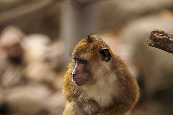포토 JPG 해외이미지 척추동물 응시 생각 포유류 포옹 아프리카 엄마 초식동물 생물 동물원 미소 웃음 사람없음 우정 슬픔 분노 원숭이 표현 오픈 입 찡그림 좌절 치아 고독 열대우림 교도소 호기심 오르기 멸종 유인원 무료 지능 차단 해외202007 해외포토 동물 시선 감정 나라 컨셉 가족 안기 모션 표정 신체부위 친구 소화기관 숲 감옥 파일형식