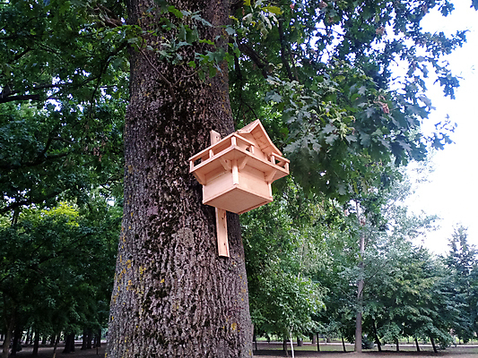 포토 JPG 해외이미지 나무 동물 계절 공원 산업 야생동물 컨셉 자연 조류 주택 사랑 풍경 사람없음 야외 목재 초록색 상자 평화 환경 정원 봄 가을 나뭇가지 잠 구멍 기다림 둥지 숲 나무껍질 내추럴 돌봄 핸드메이드 헬프 생존 해외202007 해외포토 식물 공공시설 감정 컬러 재료 모션 건물 껍질 도움 생태계 파일형식