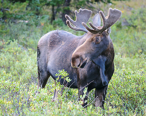 포토 JPG 해외이미지 동물 호수 야생동물 포유류 자연 산 털 종류 사람없음 물 갈색 어둠 코트 종 흰색 소나무 소 습지 숲 위험 큼 시원함 속눈썹 버드나무 황소 코 귀 무거움 주둥이 엘크 콜로라도 벨벳 해외202007 해외포토 자연요소 나무 컬러 컨셉 신체부위 미국 외투 무게 크기 실크 눈썹 생태계 파일형식