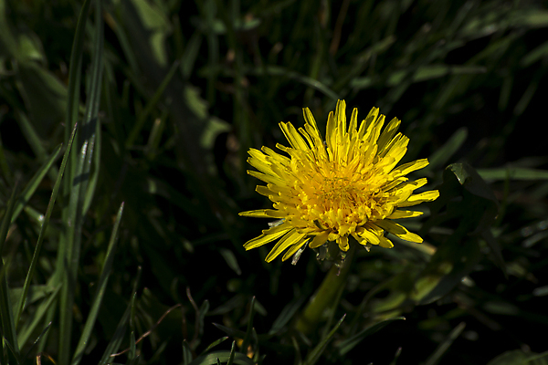 포토 JPG 해외이미지 식물 계절 꽃 잎 밭 자연 풍경 초원 사람없음 초록색 여름 노란색 정원 봄 벚꽃 민들레 허브 내추럴 해외202007 해외포토 컬러 농업 생태계 파일형식