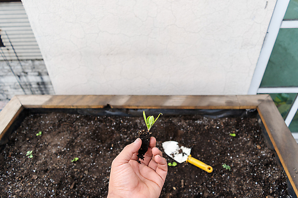 포토 JPG 해외이미지 나무 식물 백인 손 여자 잎 통신 씨앗 서기 사람 취미 정원 땅 원예 먼지 정원가꾸기 보여주기 땅바닥 지원 해외202007 해외포토 서양인 모션 바닥 신체부위 파일형식