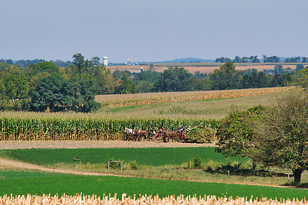 포토 JPG 해외이미지 동물 종교 밭 농업 가족 자연 안테나 옥수수 풍경 소년 사람없음 빨간색 초록색 파란색 농작물 농장 농경지 맑음 장비 수확 가을 시골 업무 작업 당기기 농부 땅 복고 먼지 구식 드론 로딩 밭일 옛날 해외202007 해외포토 직업 계절 남자 산업 어린이 컬러 통신 관계 모션 날씨 곡류 생태계 파일형식
