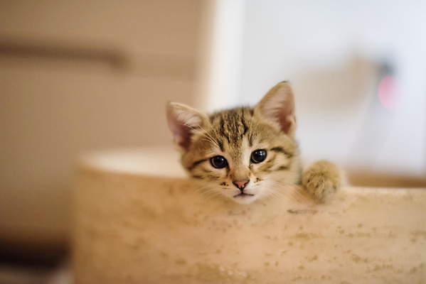 포토 JPG 해외이미지 한마리 응시 얼굴 새끼 사람없음 반려동물 고양이 작음 해외202007 해외포토 동물 1 시선 포유류 신체부위 크기 파일형식