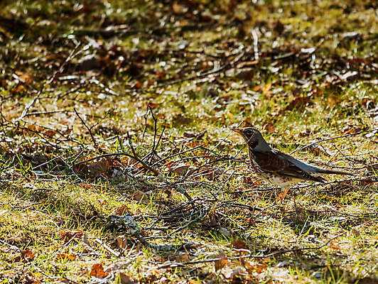 포토 JPG 해외이미지 나무 동물 열매 야생동물 백그라운드 겨울 밭 날개 오렌지 자연 조류 앉기 사람없음 목재 빨간색 갈색 노란색 봄 회색 흰색 나뭇가지 관찰 숲 깃털 싱글 꼬리 부리 내추럴 고립 동물상 해외202007 해외포토 식물 계절 컬러 농업 과일 재료 모션 조형물 생태계 파일형식