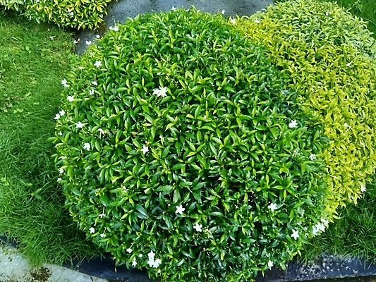 포토 JPG 해외이미지 나무 식물 공원 꽃잎 꽃 백그라운드 잎 꽃무늬 자연 건강 사람없음 장식 초록색 환경 정원 봄 활발 성장 벚꽃 흰색 신선 개화 달콤 허브 유기농 질감 내추럴 해외202007 해외포토 웰빙 계절 공공시설 컬러 컨셉 무늬 맛 생태계 파일형식