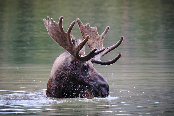 포토 JPG 해외이미지 동물 호수 야생동물 포유류 자연 산 털 종류 사람없음 초록색 물 갈색 어둠 코트 종 흰색 소나무 소 습지 군중 숲 위험 큼 시원함 속눈썹 버드나무 황소 코 귀 무거움 주둥이 콜로라도 벨벳 해외202007 해외포토 자연요소 나무 컬러 컨셉 사람 신체부위 미국 외투 무게 크기 실크 눈썹 생태계 파일형식