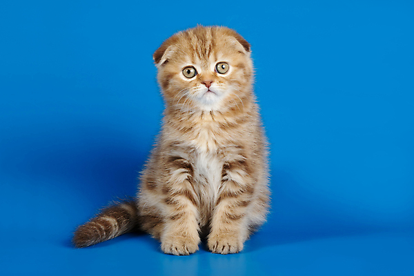 포토 JPG 해외이미지 동물 응시 행복 백그라운드 포유류 영국 털 미술 사람없음 반려동물 컬러풀 갈색 검은색 고양이 회색 흰색 유머 개 강아지 스케치 얼룩무늬 송곳니 고립 기르기 접기 스코틀랜드 해외202007 해외포토 시선 감정 유럽 컬러 무늬 모션 문화예술 치아 돌봄 파일형식