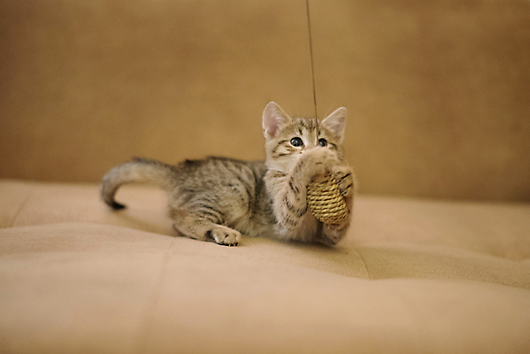 포토 JPG 해외이미지 스튜디오촬영 동물 응시 시선 행복 포즈 백그라운드 컨셉 장난 포유류 자연 놀이 수염 털 사람없음 여름 반려동물 고양이 봄 회색 코트 흰색 아기 신용카드 큼 모피 흰배경 사냥 열정 대포 고립 기르기 유래 해외202007 해외포토 계절 감정 무기 컬러 실내 사람 금융 외투 크기 생태계 돌봄 파일형식