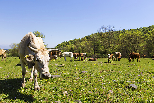 포토 JPG 해외이미지 동물 산업 백그라운드 밭 농업 포유류 자연 하늘 풍경 초원 사람없음 야외 초록색 여름 파란색 태양 농장 농경지 갈색 환경 검은색 가축 봄 목장 소고기 우유 흰색 시골 점 소 군중 방목 땅 먹기 송아지 기르기 밭일 평야 목가 해외202007 해외포토 자연요소 계절 새끼 컬러 모션 유제품 육류 사람 축산업 생태계 돌봄 파일형식