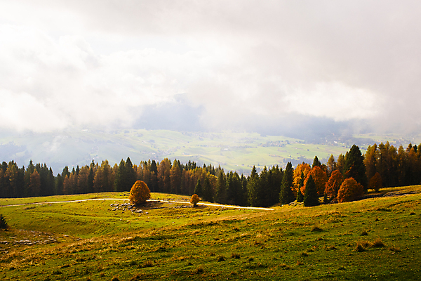 포토 JPG 해외이미지 나무 응시 계절 유럽 단풍 잎 곡선 오렌지 자연 휴식 산 따뜻함 사람없음 야외 빨간색 초록색 컬러풀 노란색 평화 침묵 이탈리아 하이킹 가을 변화 황금 숲 오솔길 11월 은행 알프스 10월 강렬 광 생태학 처음 로키산맥 해외202007 해외포토 식물 시선 교육 나라 길 선 컬러 컨셉 과일 레저 금융 소리 날짜 생태계 파일형식