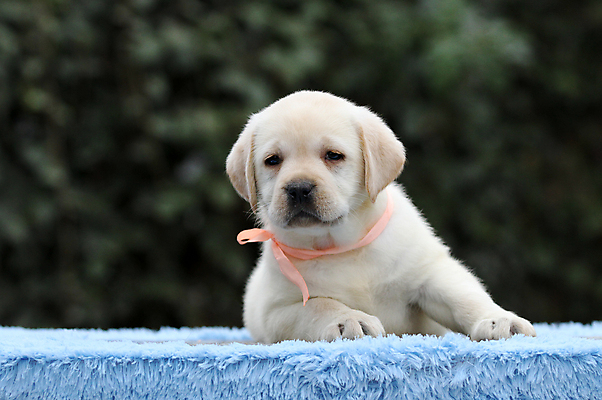 포토 JPG 해외이미지 응시 행복 어린이 놀이 탁자 사람없음 파란색 반려동물 노란색 기쁨 개 리트리버 달콤 강아지 래브라도리트리버 위치 창백 기르기 유래 해외202007 해외포토 동물 시선 감정 컬러 가구 포유류 사람 맛 돌봄 파일형식