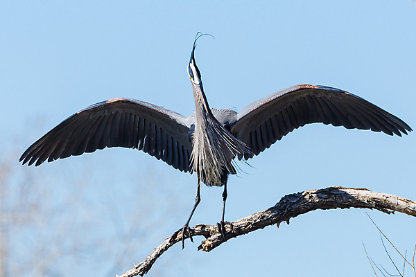 포토 JPG 해외이미지 동물 여자 남자 호수 야생동물 날개 자연 조류 하늘 산 사람없음 야외 물 파란색 노란색 수영 비행 연못 쌍 막대기 둥지 큼 왜가리 깃털 부리 사냥꾼 목 콜로라도 해외202007 해외포토 자연요소 직업 컬러 사람 신체부위 미국 수상스포츠 크기 생태계 파일형식