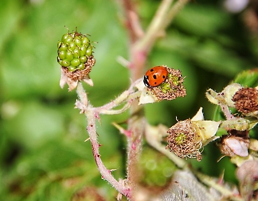 포토 JPG 해외이미지 식물 꽃 잎 자연 사람없음 해외202007 해외포토 생태계 파일형식