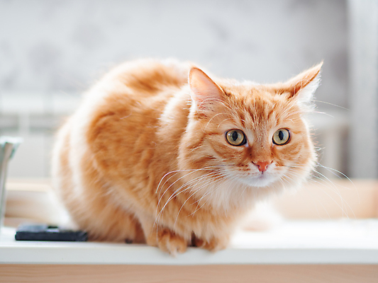 포토 JPG 해외이미지 한마리 응시 사람없음 옆모습 반려동물 고양이 해외202007 해외포토 동물 1 시선 뷰포인트 포유류 파일형식