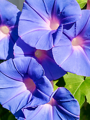 포토 JPG 해외이미지 식물 꽃잎 꽃 백그라운드 잎 자연 사람없음 보라색 낭만 그룹 닫기 가득함 질감 아이비 내추럴 해외202007 해외포토 컬러 컨셉 모션 생태계 파일형식