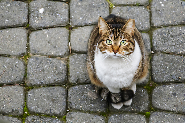 포토 JPG 해외이미지 한마리 응시 실내 사람없음 반려동물 검은색 고양이 얼룩무늬 해외202007 해외포토 동물 1 시선 컬러 무늬 포유류 내부 파일형식