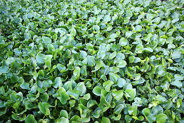 포토 JPG 해외이미지 계절 꽃잎 화분 줄기 비즈니스 전구 건강 선물 사람없음 빛 판매 세일 상점 보라색 봄 거품 낭만 튤립 성장 물방울 작업 우아함 꽃집 제비꽃 물주기 진열장 원예 캄보디아 소매 라일락 섞기 칼라꽃 히아신스 국경 효과 해외202007 해외포토 식물 꽃 아시아 컬러 컨셉 모션 취미 파일형식