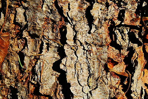 포토 JPG 해외이미지 나무 식물 겨울 자연 사람없음 목재 닫기 나무껍질 층 수목 해외202007 해외포토 계절 재료 모션 껍질 생태계 파일형식