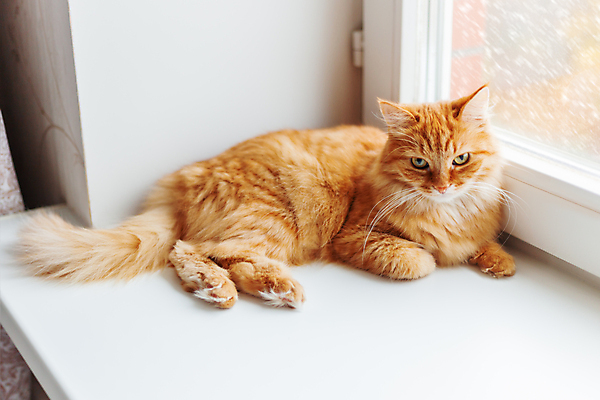 포토 JPG 해외이미지 한마리 응시 겨울 창문 날씨 실내 앉기 사람없음 반려동물 고양이 기다림 불만 해외202007 해외포토 동물 1 시선 계절 감정 포유류 모션 내부 파일형식