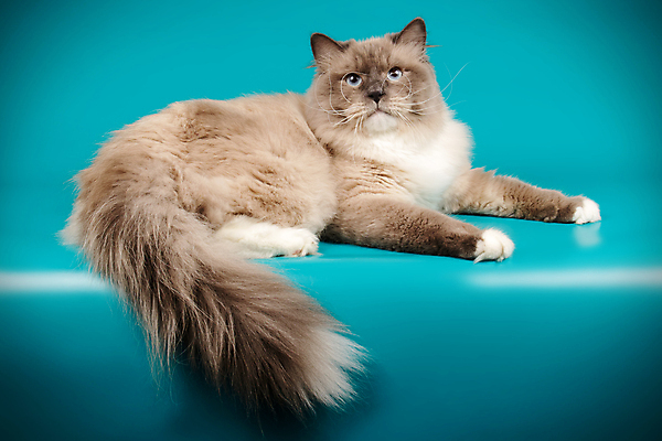 포토 JPG 해외이미지 한마리 사람없음 파란색 반려동물 고양이 해외202007 네바마스커레이드 해외포토 동물 1 컬러 포유류 파일형식