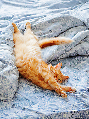 포토 JPG 해외이미지 한마리 휴식 사람없음 반려동물 고양이 침대 담요 낮잠 시트 해외202007 해외포토 동물 1 가구 컨셉 포유류 잠 파일형식