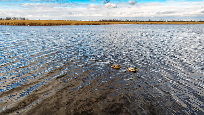 포토 JPG 해외이미지 동물 구름 응시 문화 바다 여행 자연 조류 아침 휴가 파노라마 사람없음 목재 물 여름 파란색 평화 일출 환경 수영 일몰 봄 산책로 하이킹 낭만 흰색 시골 황무지 우아함 편안함 심볼 깃털 동료 백조 천국 솜털 내추럴 생태학 해외202007 해외포토 주간 자연요소 나무 시선 계절 교육 길 컬러 컨셉 재료 관계 레저 촬영기법 노을 수상스포츠 감각 생태계 파일형식