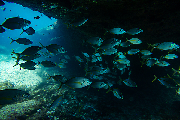포토 JPG 해외이미지 동물 바다 섬 여행 학교 자연 낚시 어류 풍경 사람없음 빨간색 물 파란색 바닷속 수중 수영 그룹 산호 잠수부 땅 생태계 다이빙 암초 내추럴 깊이 파라다이스 해외202007 해외포토 자연요소 교육 컬러 레저 수중동물 수상스포츠 자포동물 전문직 수중스포츠 파일형식