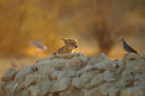 포토 JPG 해외이미지 동물 1 응시 야생동물 포유류 아프리카 자연 털 국립공원 서기 성인 사람없음 환경 검은색 힘 관찰 황무지 개 사파리 손목시계 싱글 사냥 육식동물 사냥꾼 멸종 케냐 서식지 내추럴 나미비아 보츠와나 해외202007 해외포토 직업 시선 공원 나라 시계 컬러 장신구 모션 사람 생태계 남아프리카 파일형식
