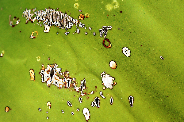 포토 JPG 해외이미지 식물 잎 건강 사람없음 초록색 줄무늬 흰색 점 닫기 묘사 알로에 영원 해외202007 해외포토 컬러 무늬 모션 파일형식