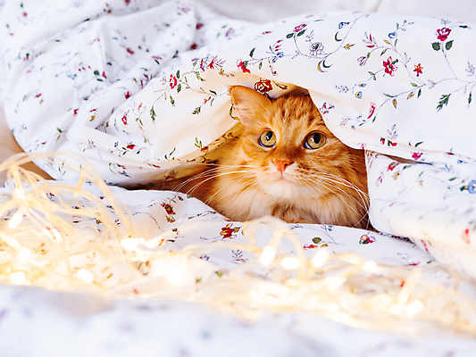 포토 JPG 해외이미지 한마리 응시 사람없음 반려동물 고양이 침대 담요 해외202007 해외포토 동물 1 시선 가구 포유류 파일형식